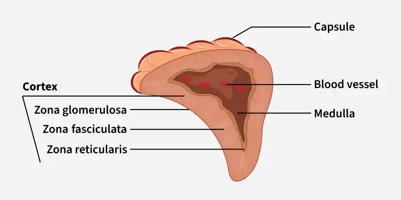adrenal_gland1