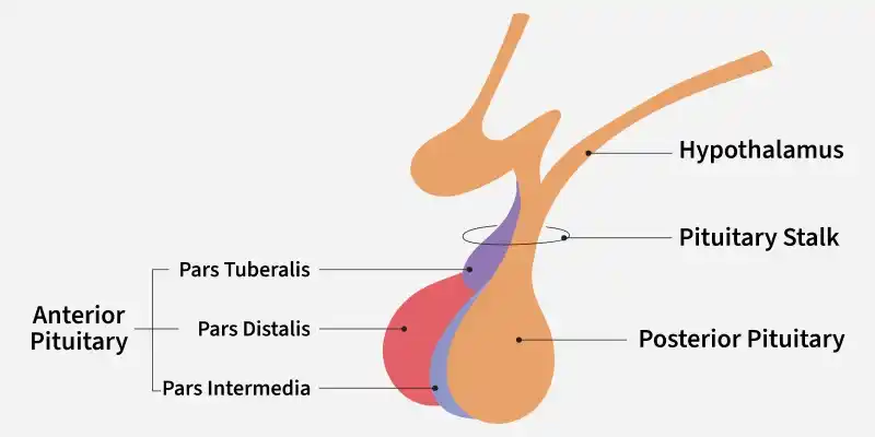 pituitary_gland
