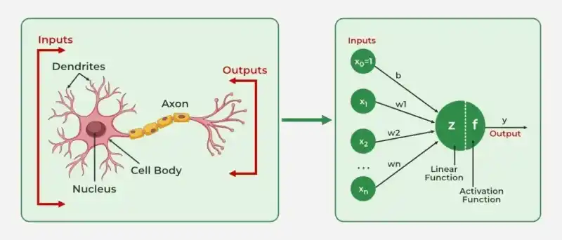Introduction To Neural Networks - GeeksforGeeks