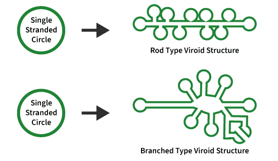 Viroid