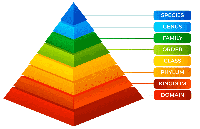 Taxonomic Hierarchy - GeeksforGeeks