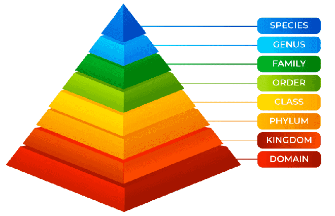 Taxonomic Hierarchy - GeeksforGeeks