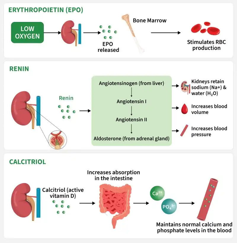 HORMONES_OF_THE_KIDNEYS