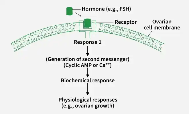 hormone_fsh