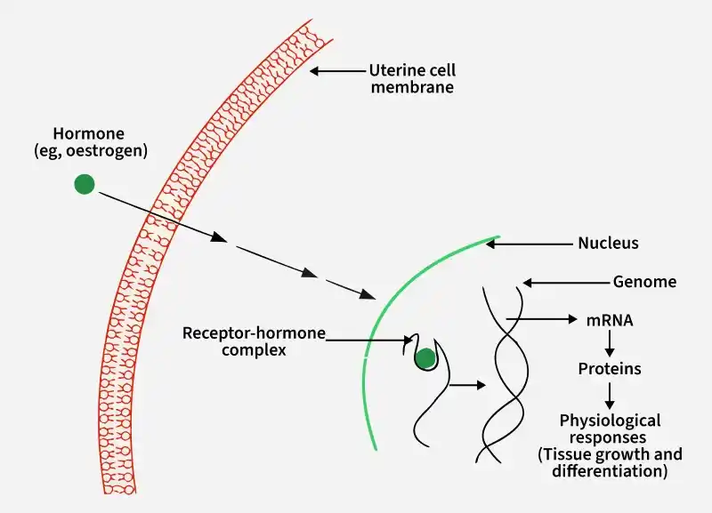 Fat_soluble_hormone