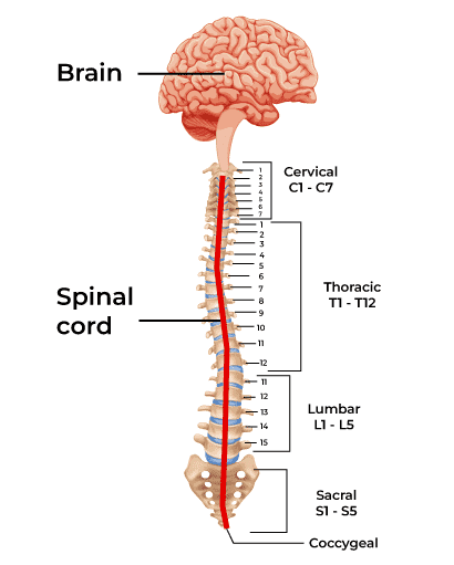 Spinal-Cord1
