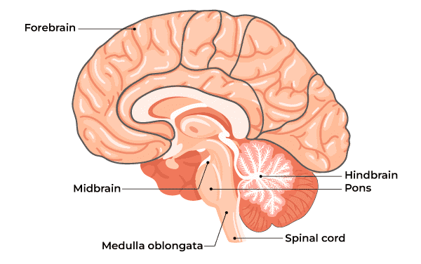 Human-Brain1