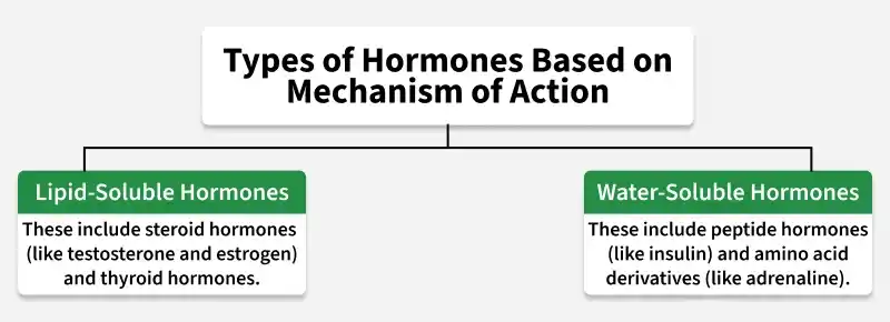types_of_hormones_based_on_mechanism_of_action