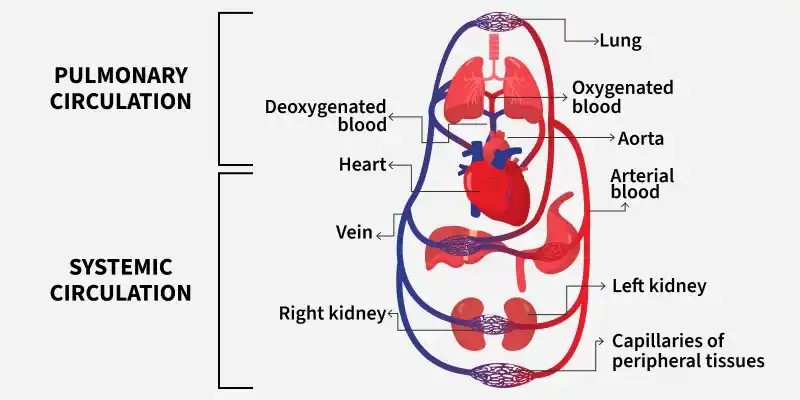 circulatory_system