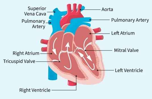 anatomy_of_the_heart1