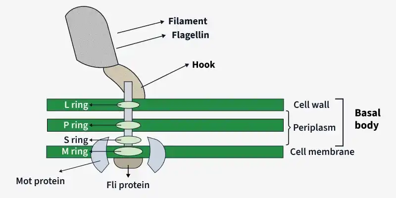 filament