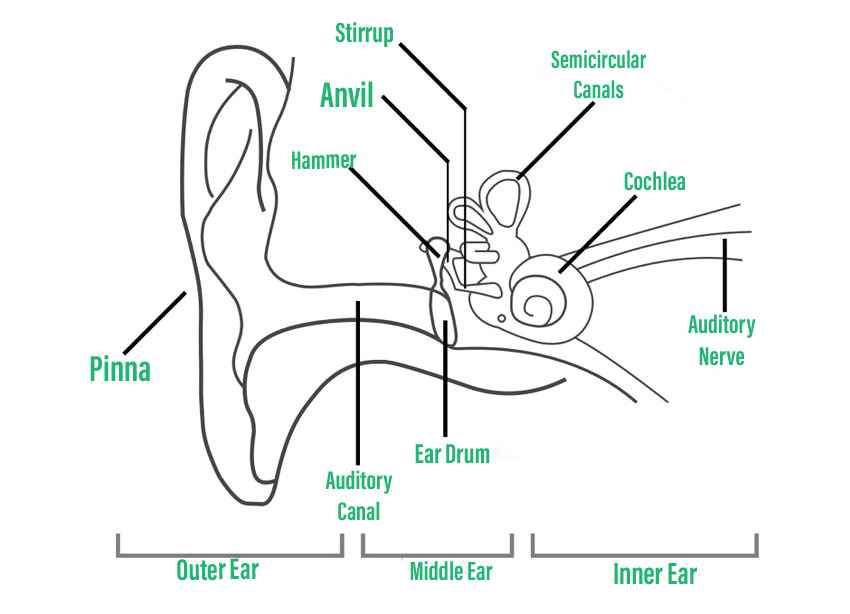 Ear