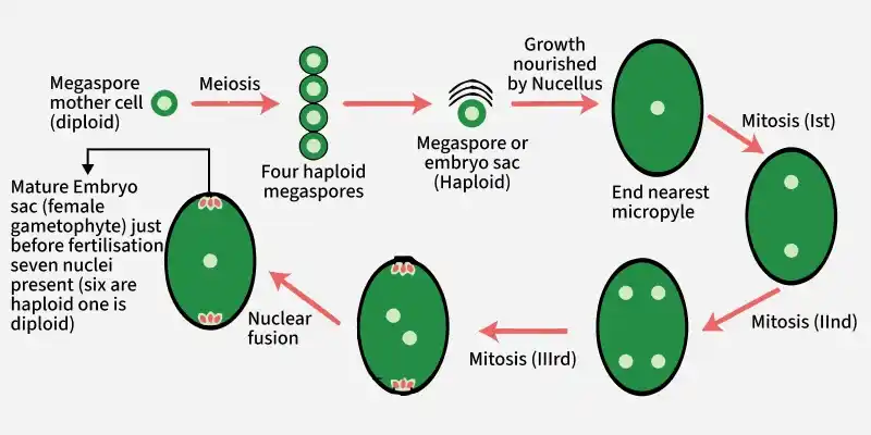 microsporogenesis-