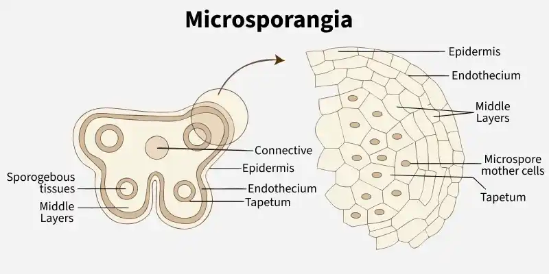 microsporangia-
