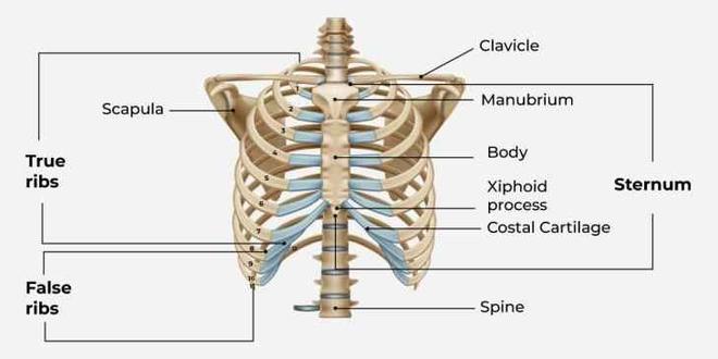 Human Skeletal System - GeeksforGeeks