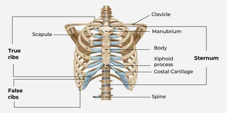 Diagram-of-Rib-Cage