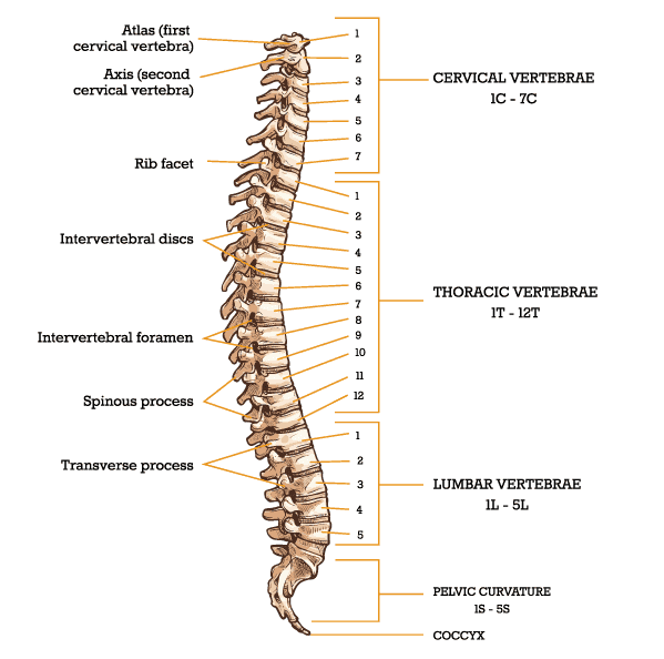 Bones-of-Spine
