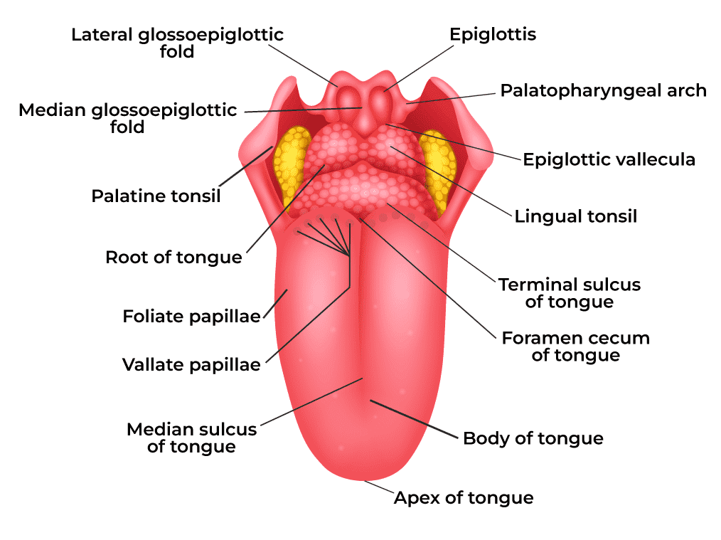 Tongue