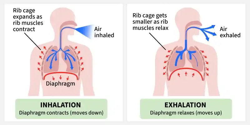 lungs