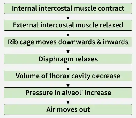 internal_intercostal_muscle_contract