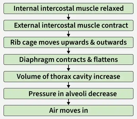 external_intercostal_muscle_contract