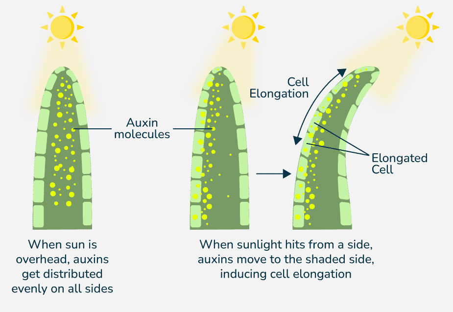 Auxin