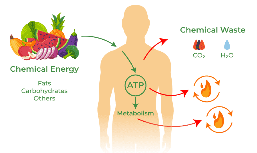 Metabolism