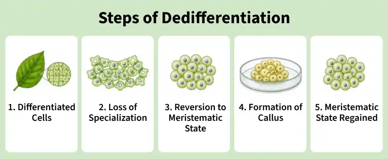steps_of_dedifferentiation