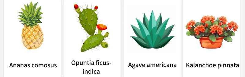 CAM Plants - GeeksforGeeks