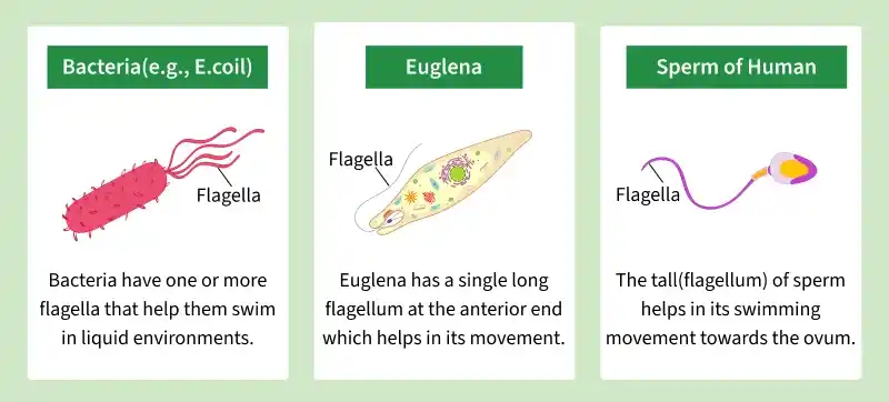 flagella