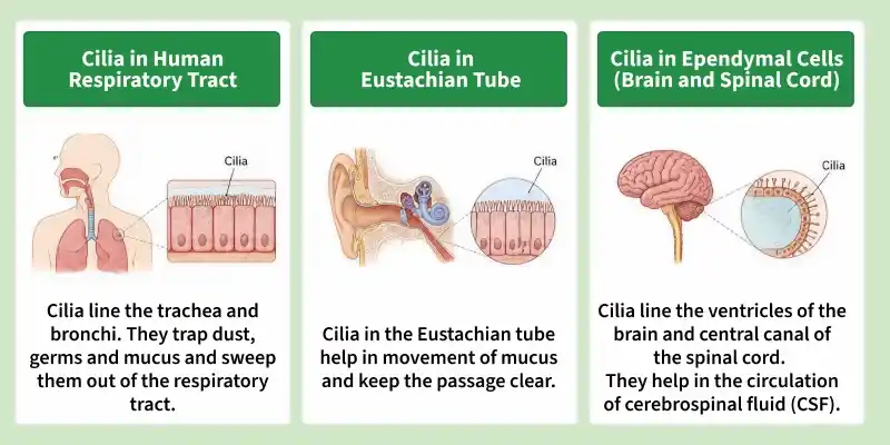 cilia