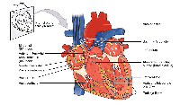 Regulating Heart Activity Regulation of Cardiac Activity - GeeksforGeeks