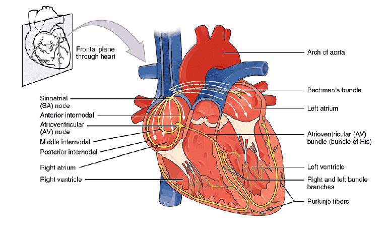 Regulating Heart Activity Regulation of Cardiac Activity - GeeksforGeeks