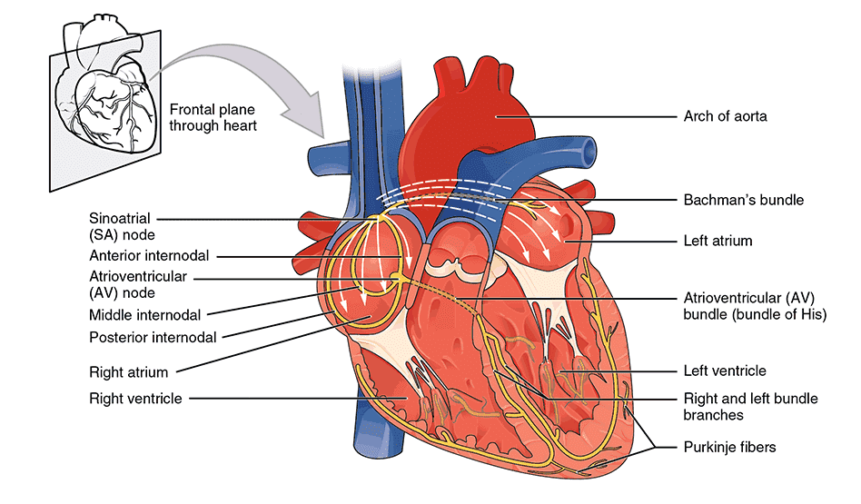 Anatomy-and-Functions