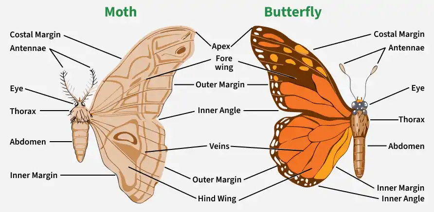 moth