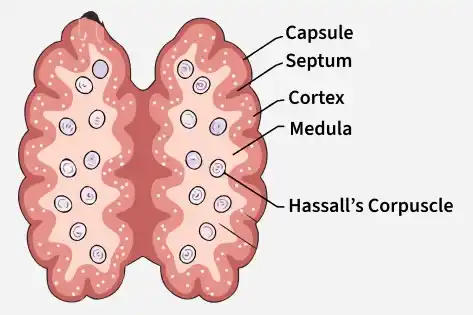 cross_section