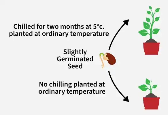chilled_for_two_months_at_5_c_planted_at_ordinary_temperature