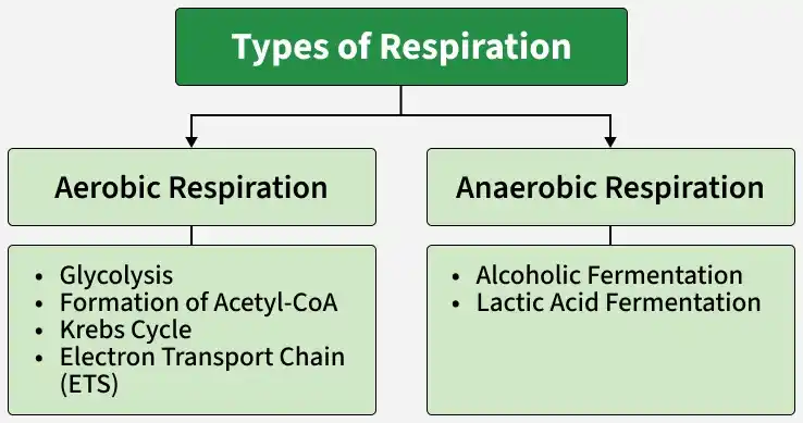 types_of_respiration