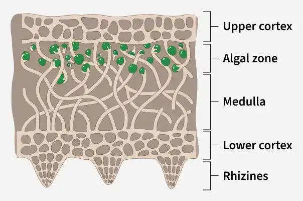 upper_cortex