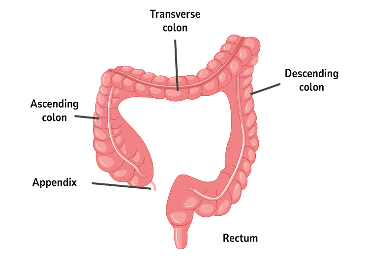 large-intestine
