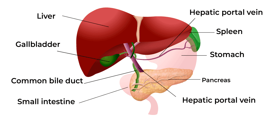 Liver