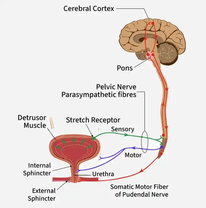cerebral_cortex