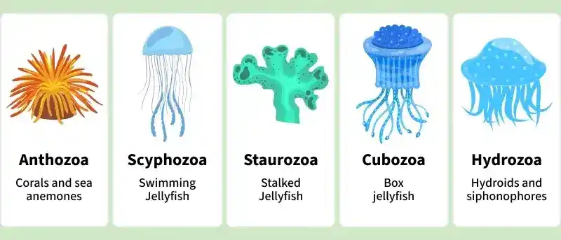 coelenterata_cnidaria_