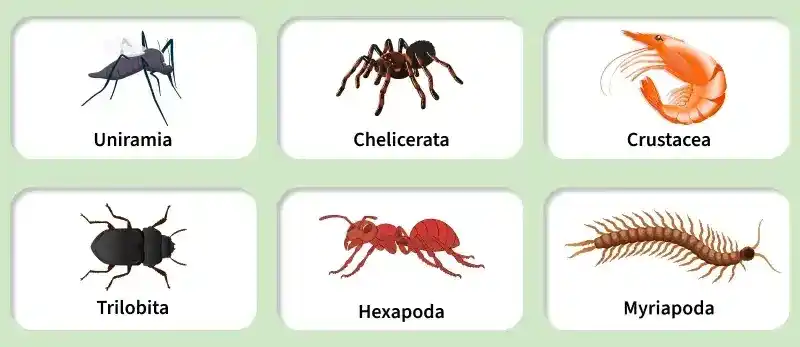 phylum_arthropoda