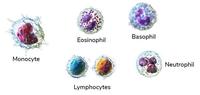 Types Of Rbc Cells Components of Blood - GeeksforGeeks