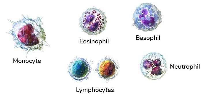 Types-and-Functions-Of-White-Blood-Cells-