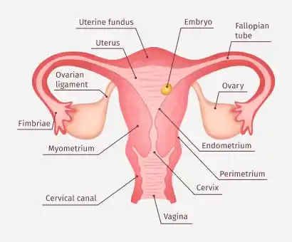 female_reproductive