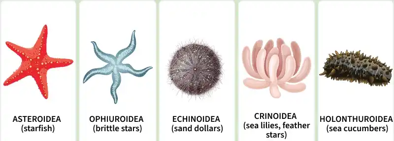 phylum_echinoderms