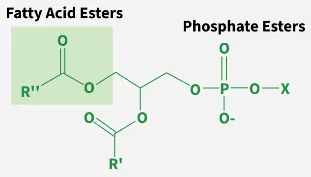 fatty_acid_esters
