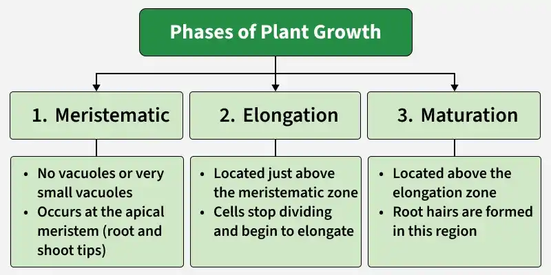 phases_of_plant_growth